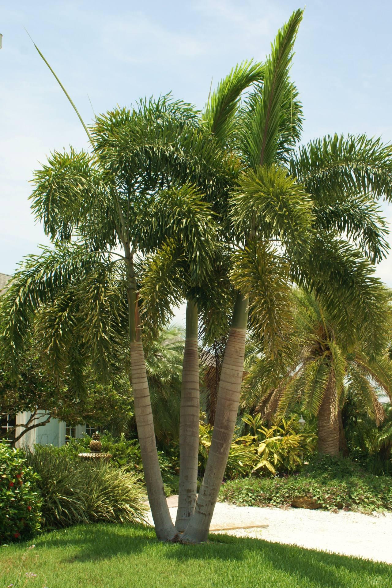 Palm, Wodyetia Bifurcata Triple - View 1 from www redcrocus com