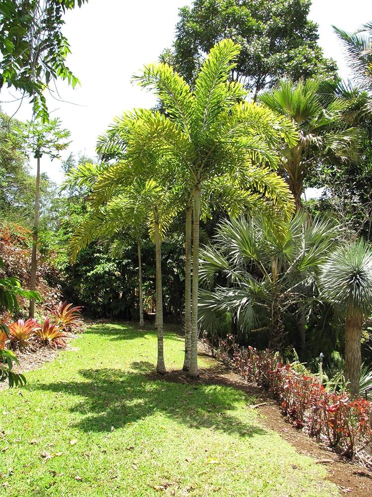 Palm, Wodyetia Bifurcata Triple - View 20 from www redcrocus com