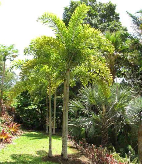 Palm, Wodyetia Bifurcata Triple - View 21 from www redcrocus com