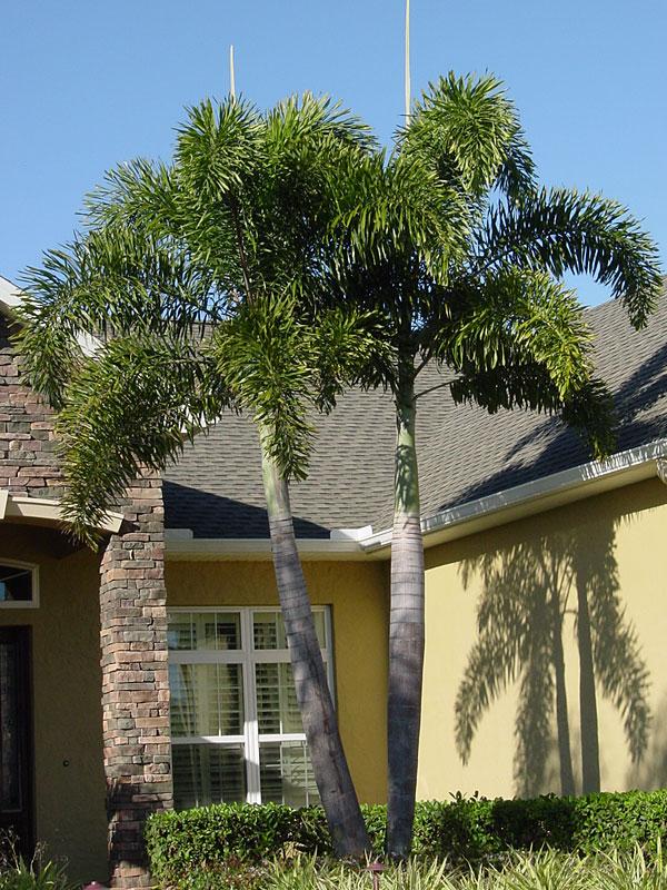 Palm, Wodyetia Bifurcata Triple - View 22 from www redcrocus com