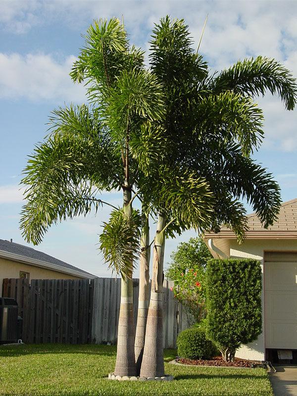 Palm, Wodyetia Bifurcata Triple - View 24 from www redcrocus com