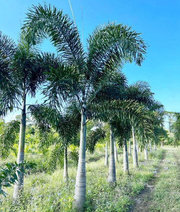 Palm, Wodyetia Bifurcata Triple - View 26 from www redcrocus com
