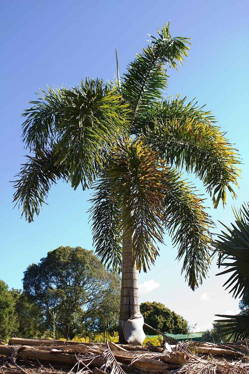 Palm, Wodyetia Bifurcata Triple - View 27 from www redcrocus com