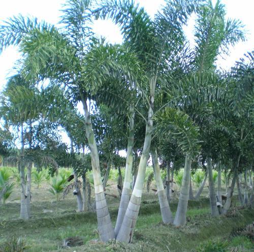 Palm, Wodyetia Bifurcata Triple - View 28 from www redcrocus com