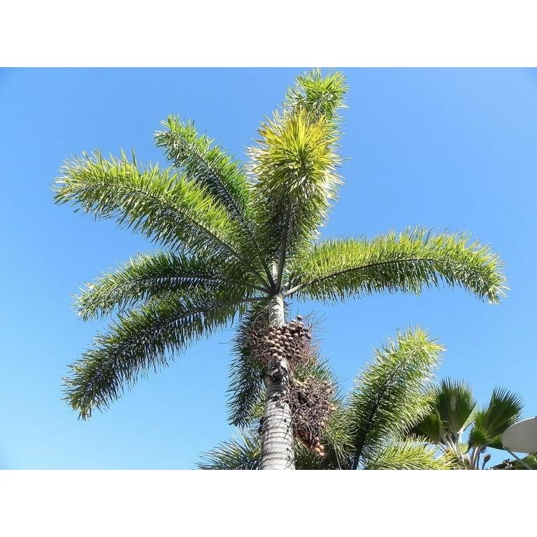 Palm, Wodyetia Bifurcata Triple - View 30 from www redcrocus com