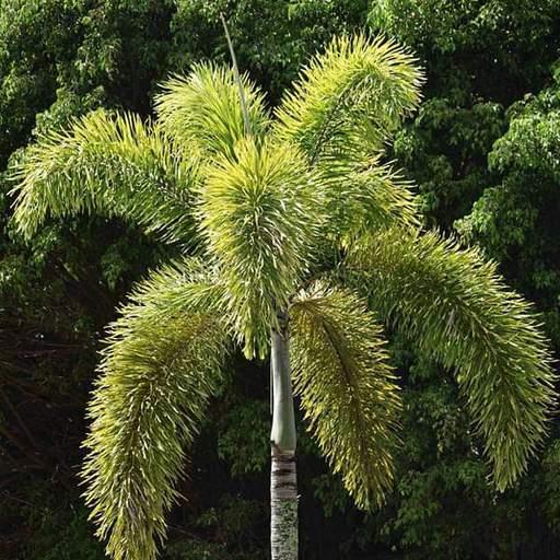 Palm, Wodyetia Bifurcata Triple - View 3 from www redcrocus com