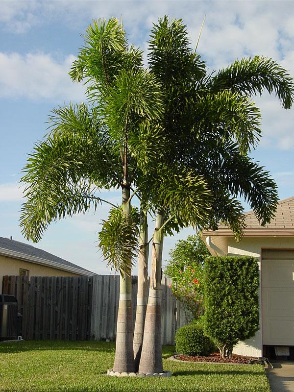 Palm, Wodyetia Bifurcata Triple - View 6 from www redcrocus com