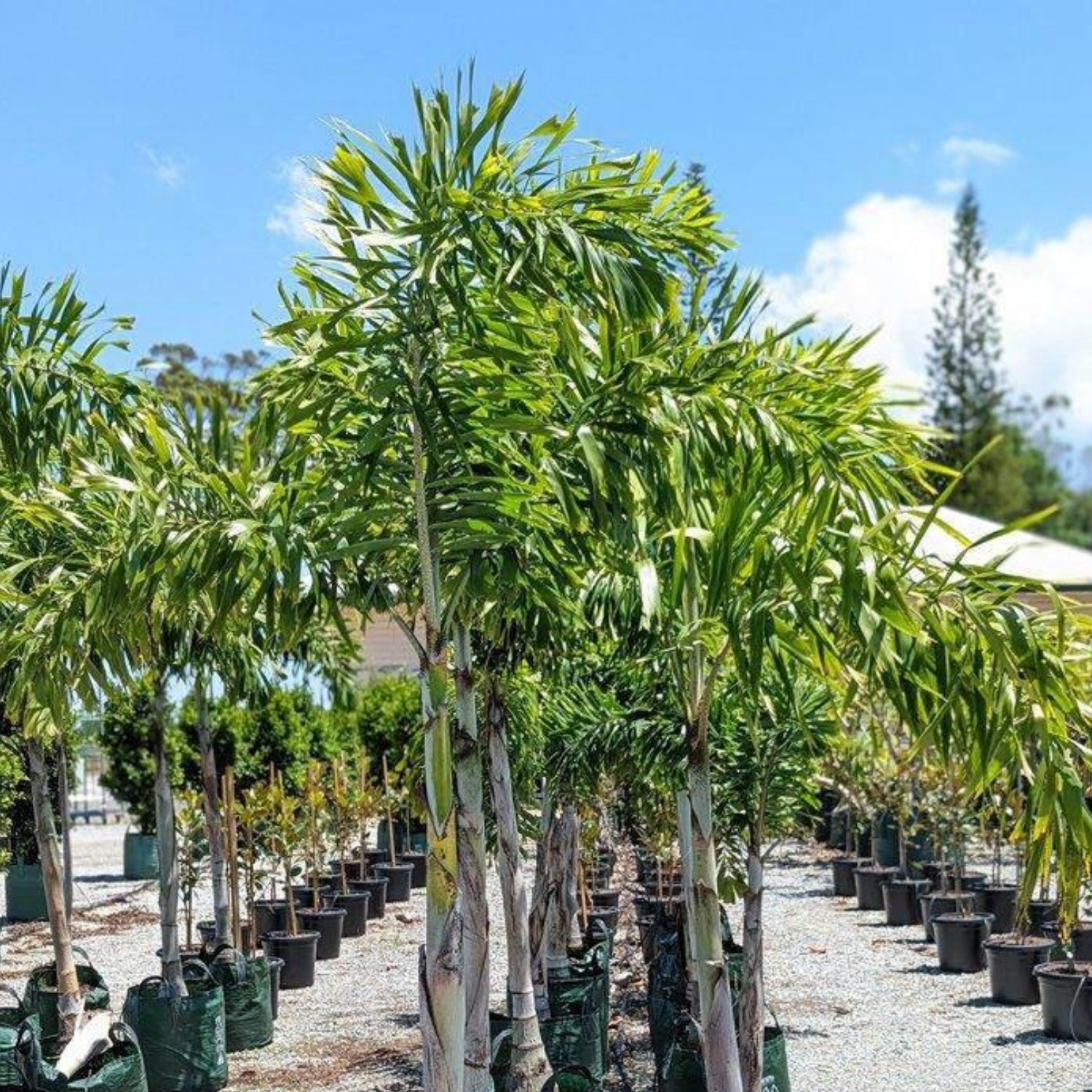 Palm, Wodyetia Bifurcata Triple - View 7 from www redcrocus com