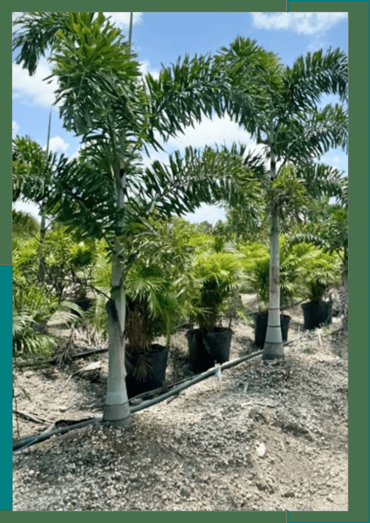 Palm, Wodyetia Bifurcata Triple - View 8 from www redcrocus com
