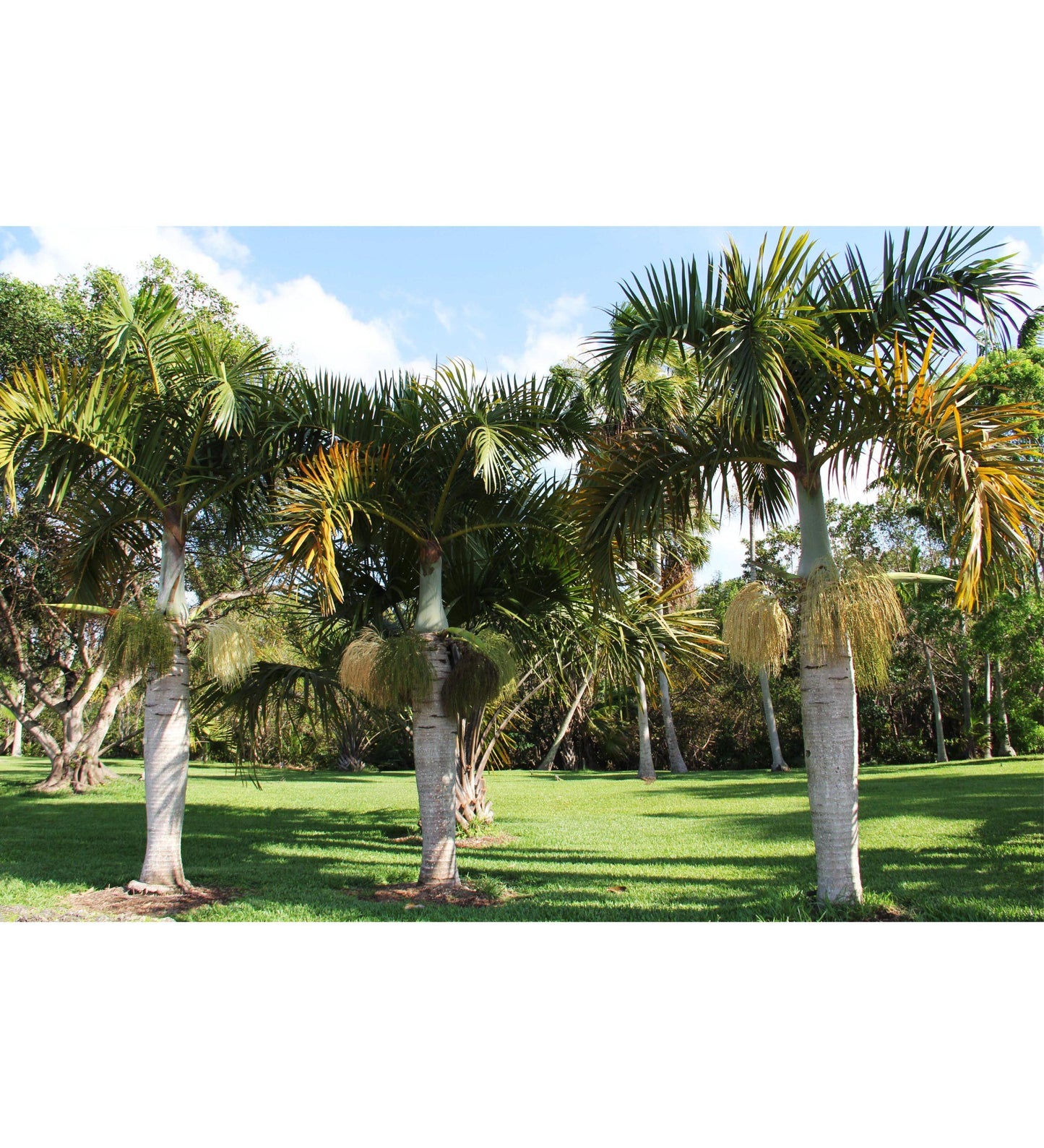 Palm, Hyophorbe Verschaffeltii, Spindle, Triple - View 12 from www redcrocus com