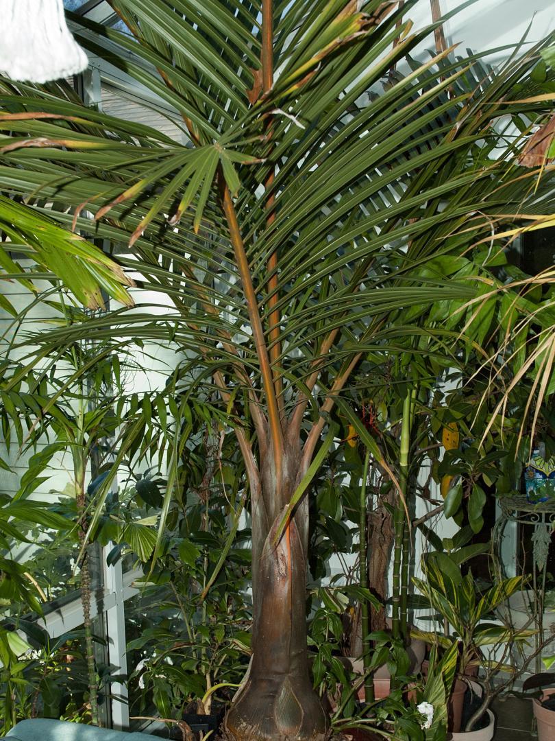 Palm, Hyophorbe Verschaffeltii, Spindle, Triple - View 13 from www redcrocus com