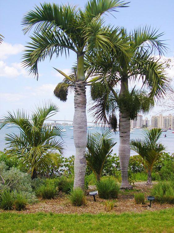 Palm, Hyophorbe Verschaffeltii, Spindle, Triple - View 18 from www redcrocus com