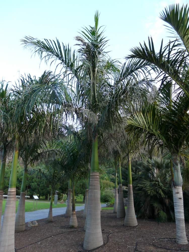 Palm Hyophorbe Verschaffeltii Spindle Triple - View 10 from www redcrocus com