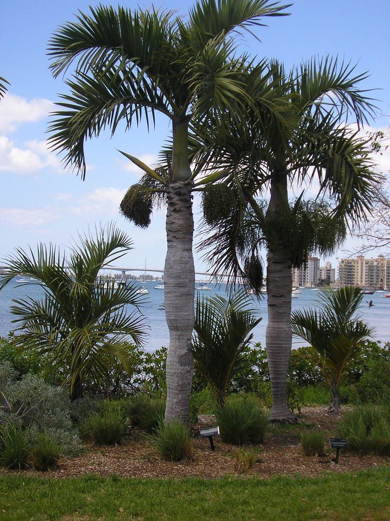 Palm Hyophorbe Verschaffeltii Spindle Triple - View 12 from www redcrocus com