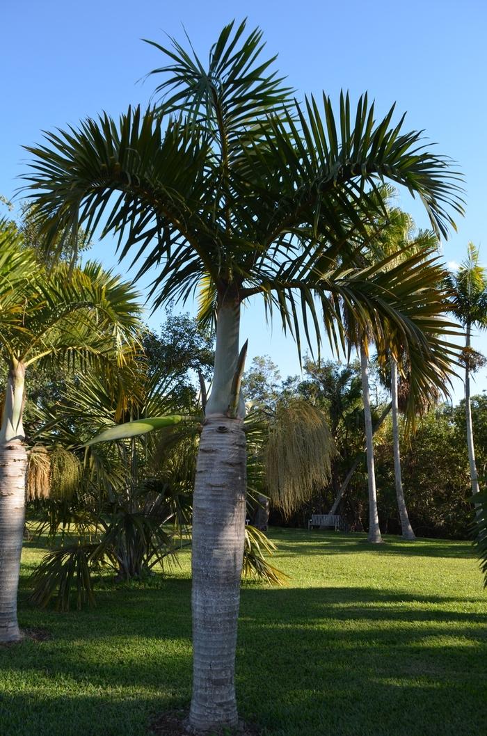 Palm Hyophorbe Verschaffeltii Spindle Triple - View 16 from www redcrocus com