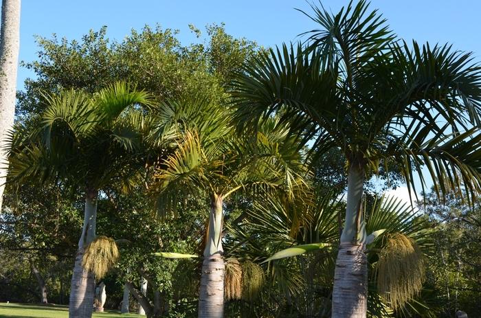 Palm Hyophorbe Verschaffeltii Spindle Triple - View 3 from www redcrocus com
