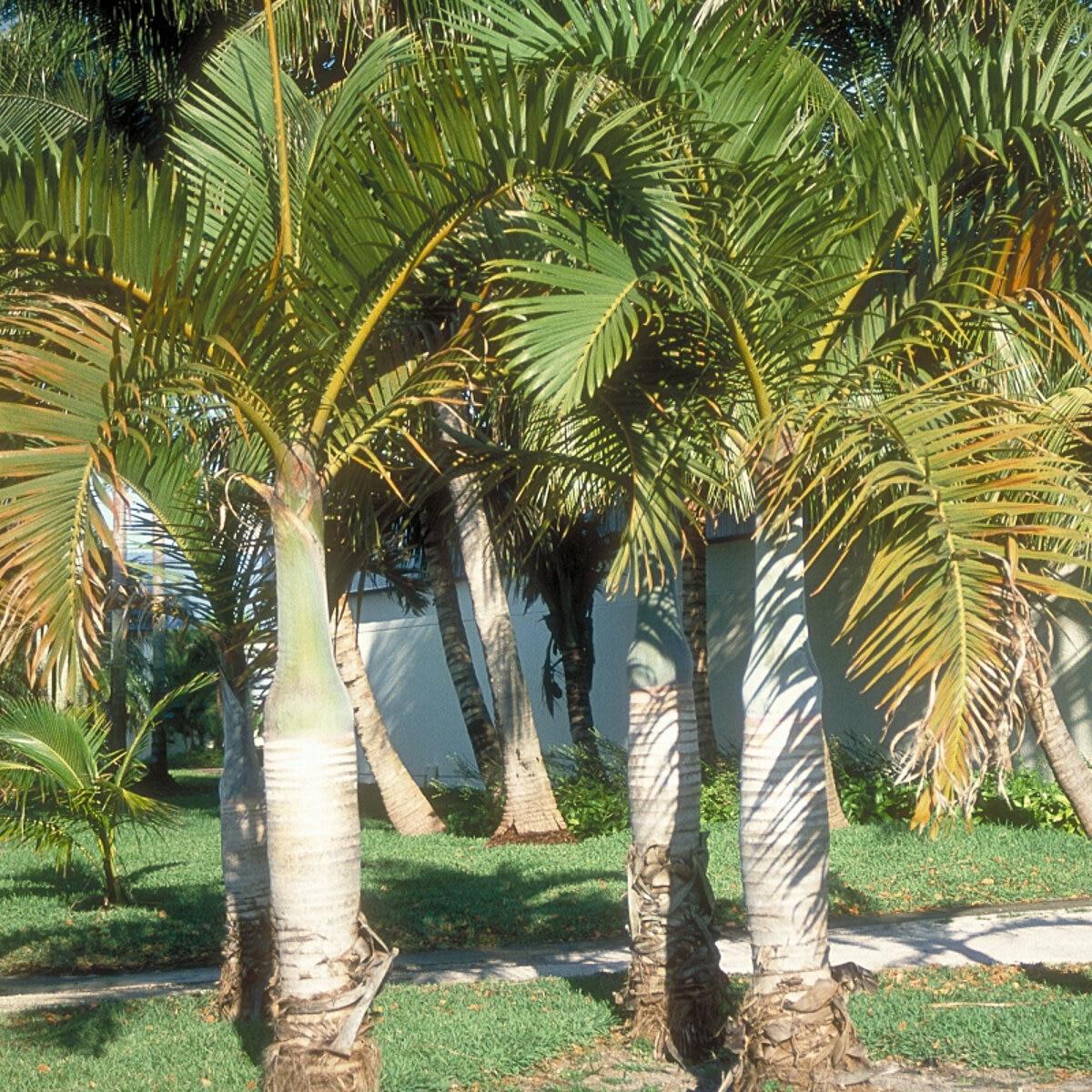 Palm Hyophorbe Verschaffeltii Spindle Triple - View 5 from www redcrocus com