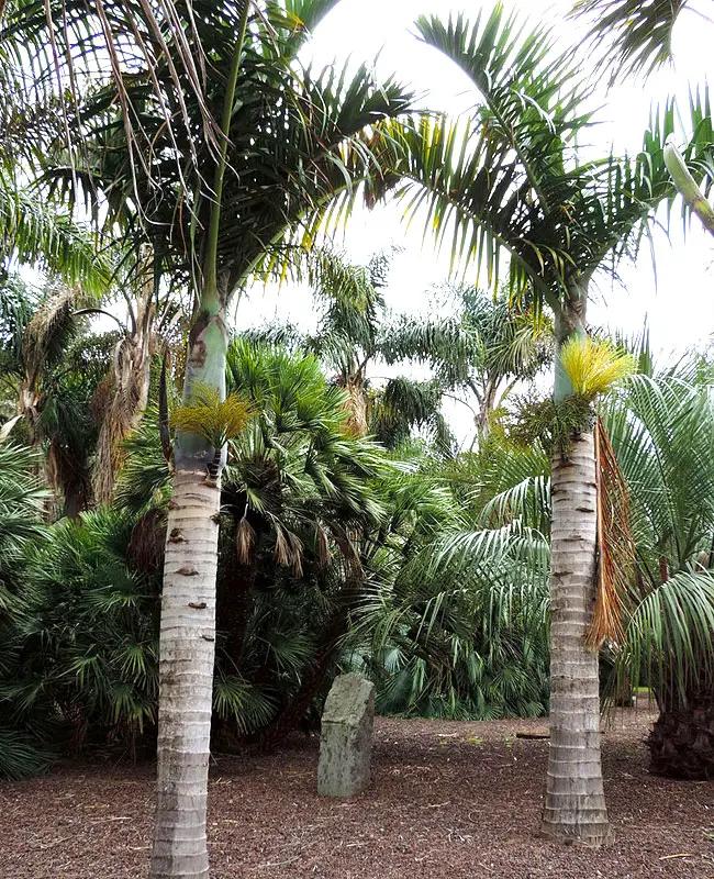 Palm Hyophorbe Verschaffeltii Spindle Triple - View 7 from www redcrocus com