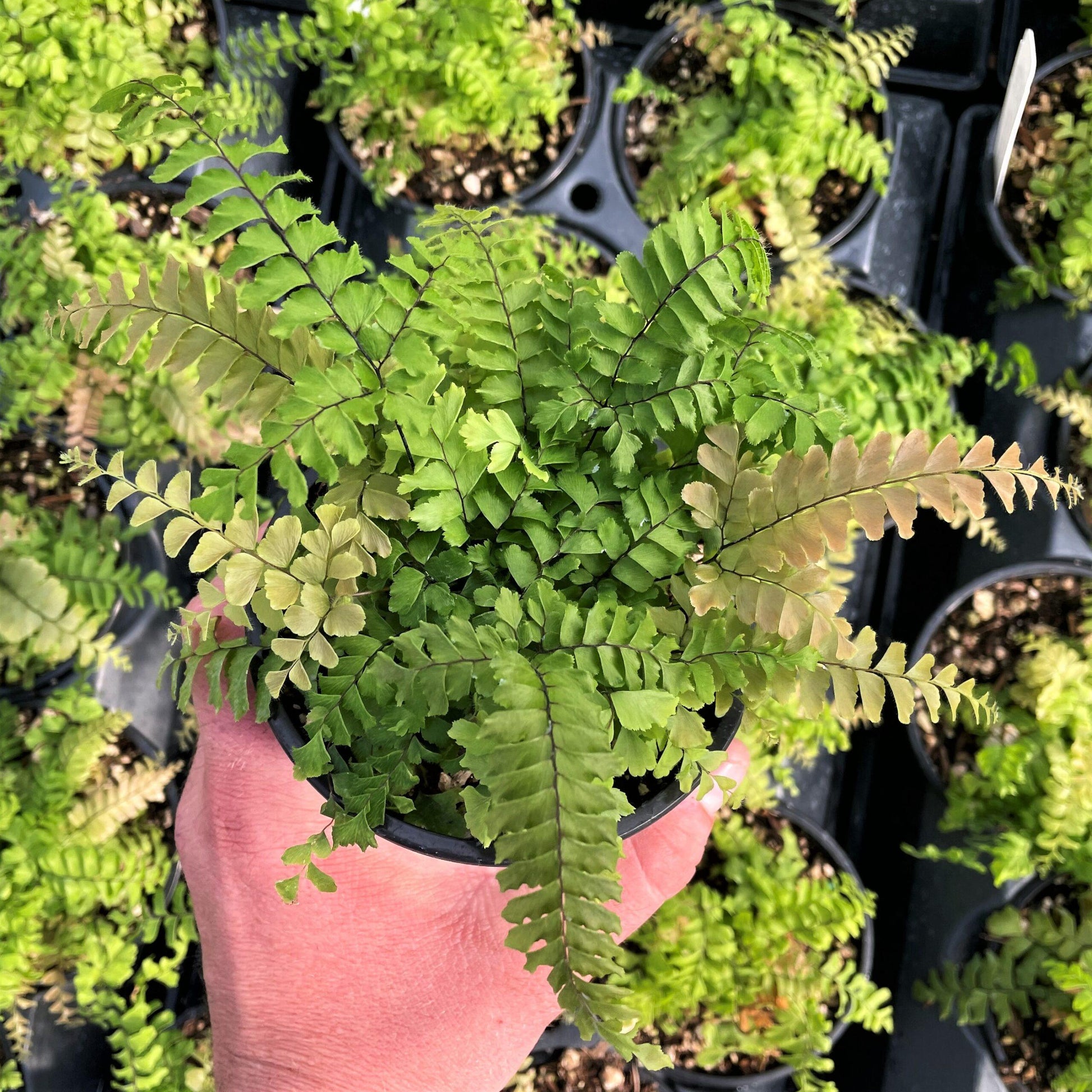 Fern Adiantum Assorted - View 10 from www redcrocus com
