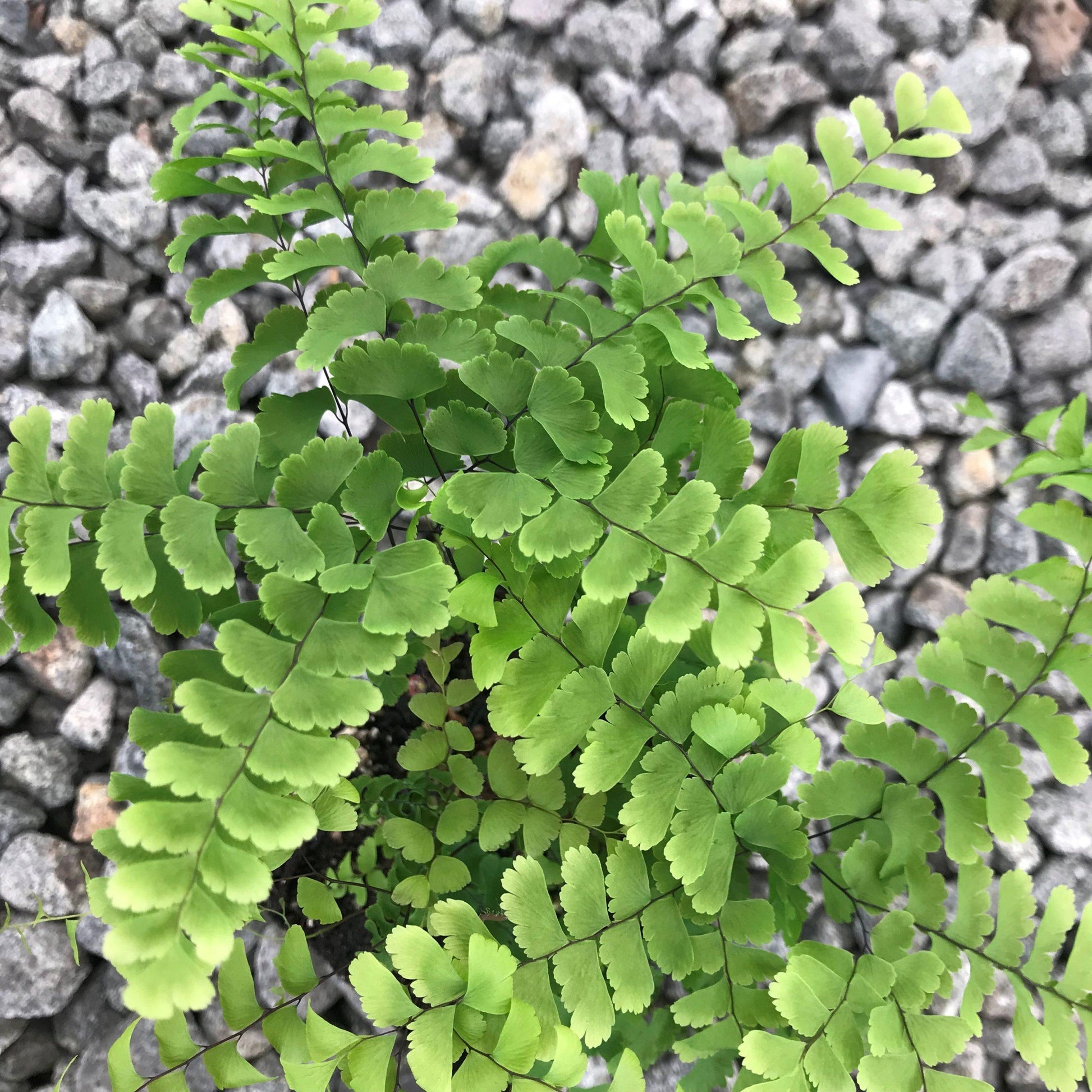 Fern Adiantum Assorted - View 13 from www redcrocus com
