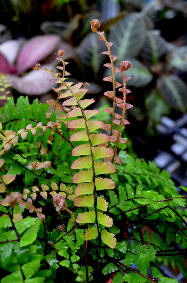 Fern Adiantum Assorted - View 14 from www redcrocus com