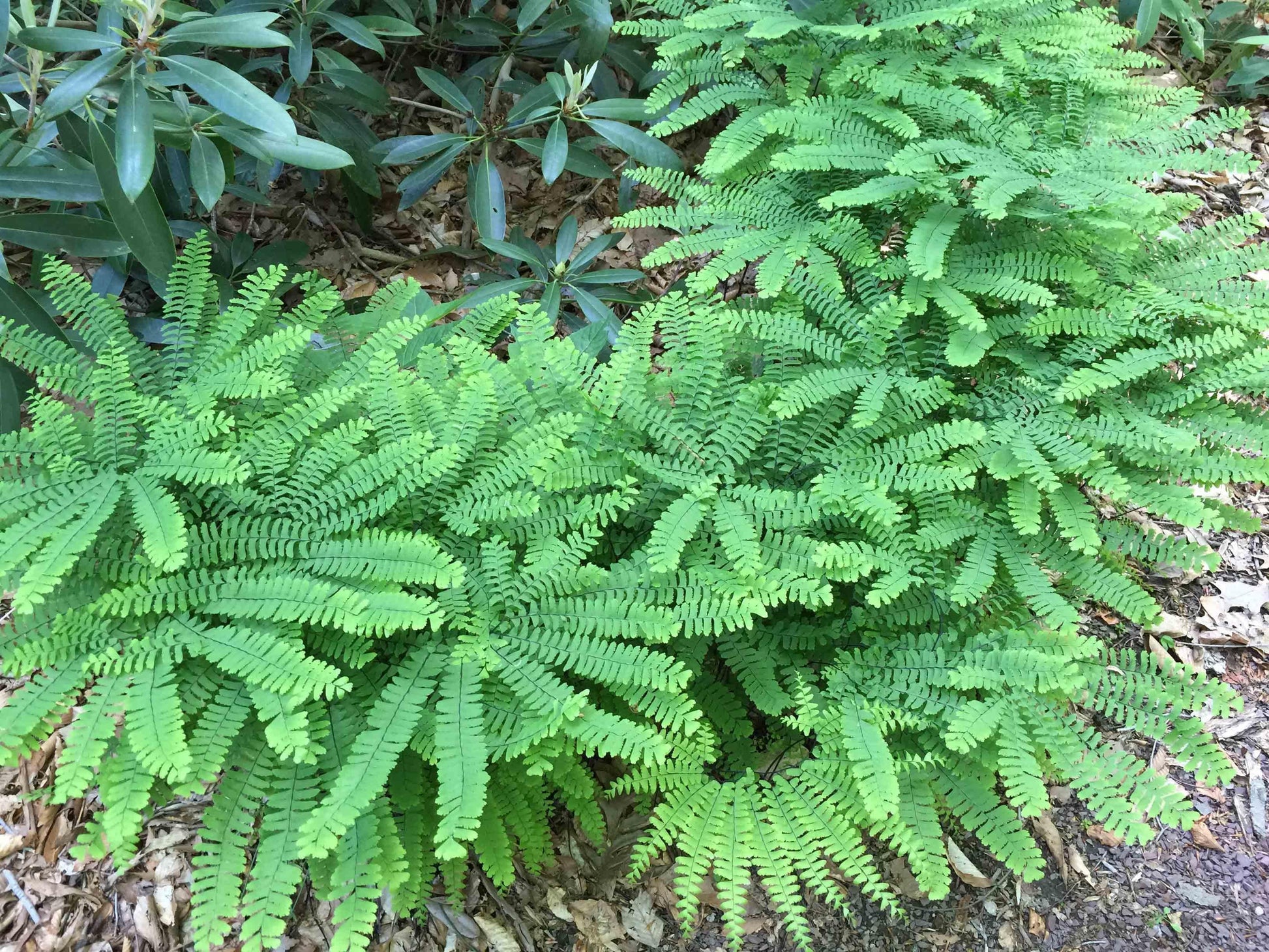 Fern Adiantum Assorted - View 16 from www redcrocus com
