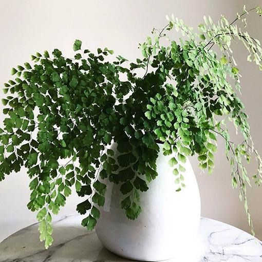 Fern Adiantum Assorted - View 1 from www redcrocus com