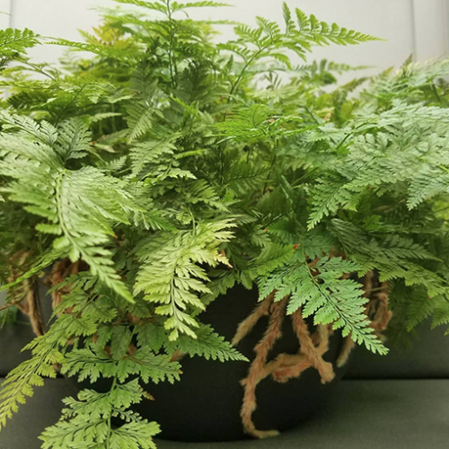 Fern Adiantum Assorted - View 2 from www redcrocus com
