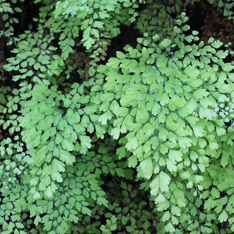 Fern Adiantum Assorted - View 2 from www redcrocus com