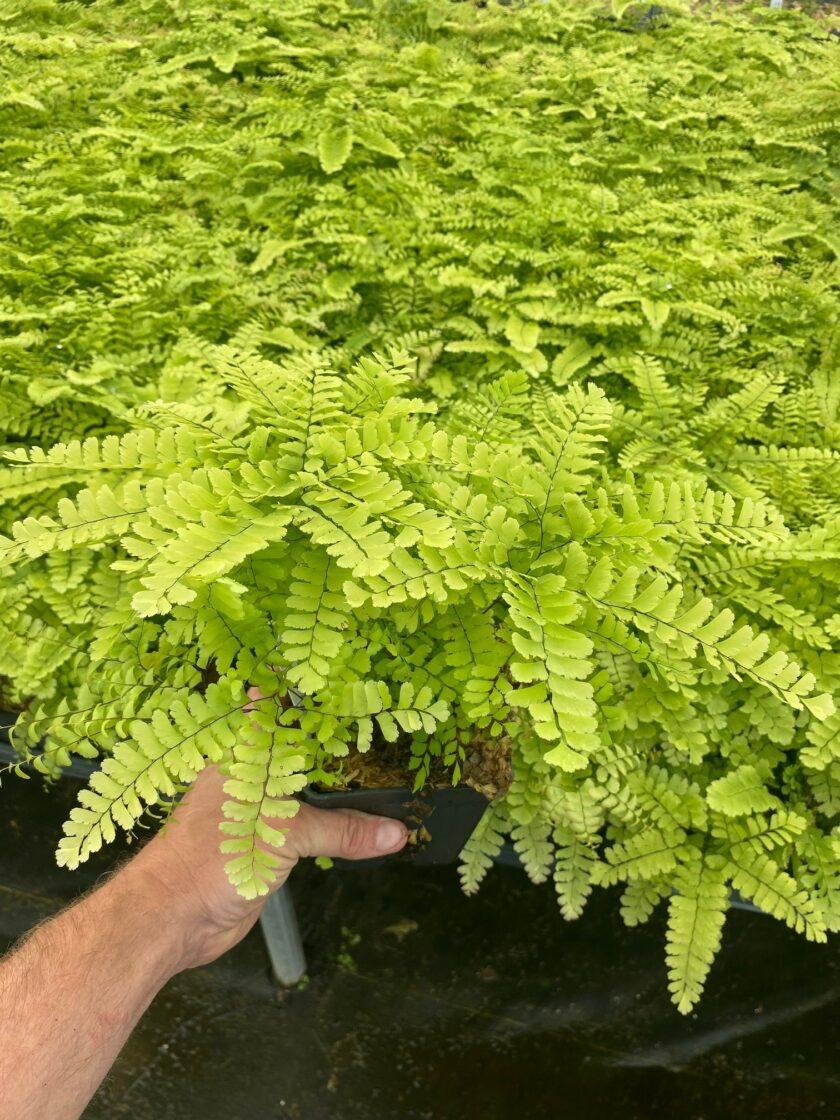Fern Adiantum Assorted - View 3 from www redcrocus com