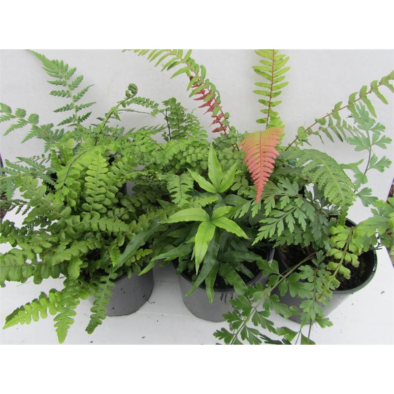 Fern Adiantum Assorted - View 4 from www redcrocus com
