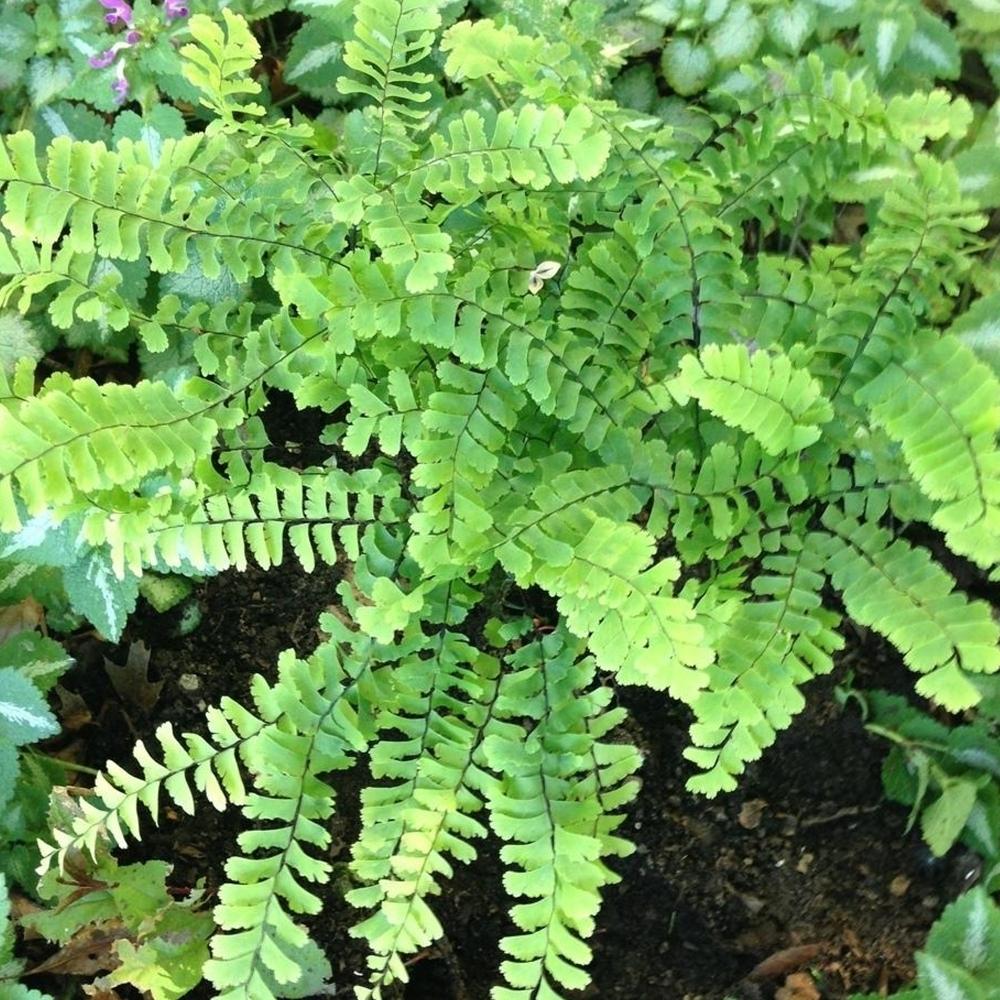 Fern Adiantum Assorted - View 5 from www redcrocus com