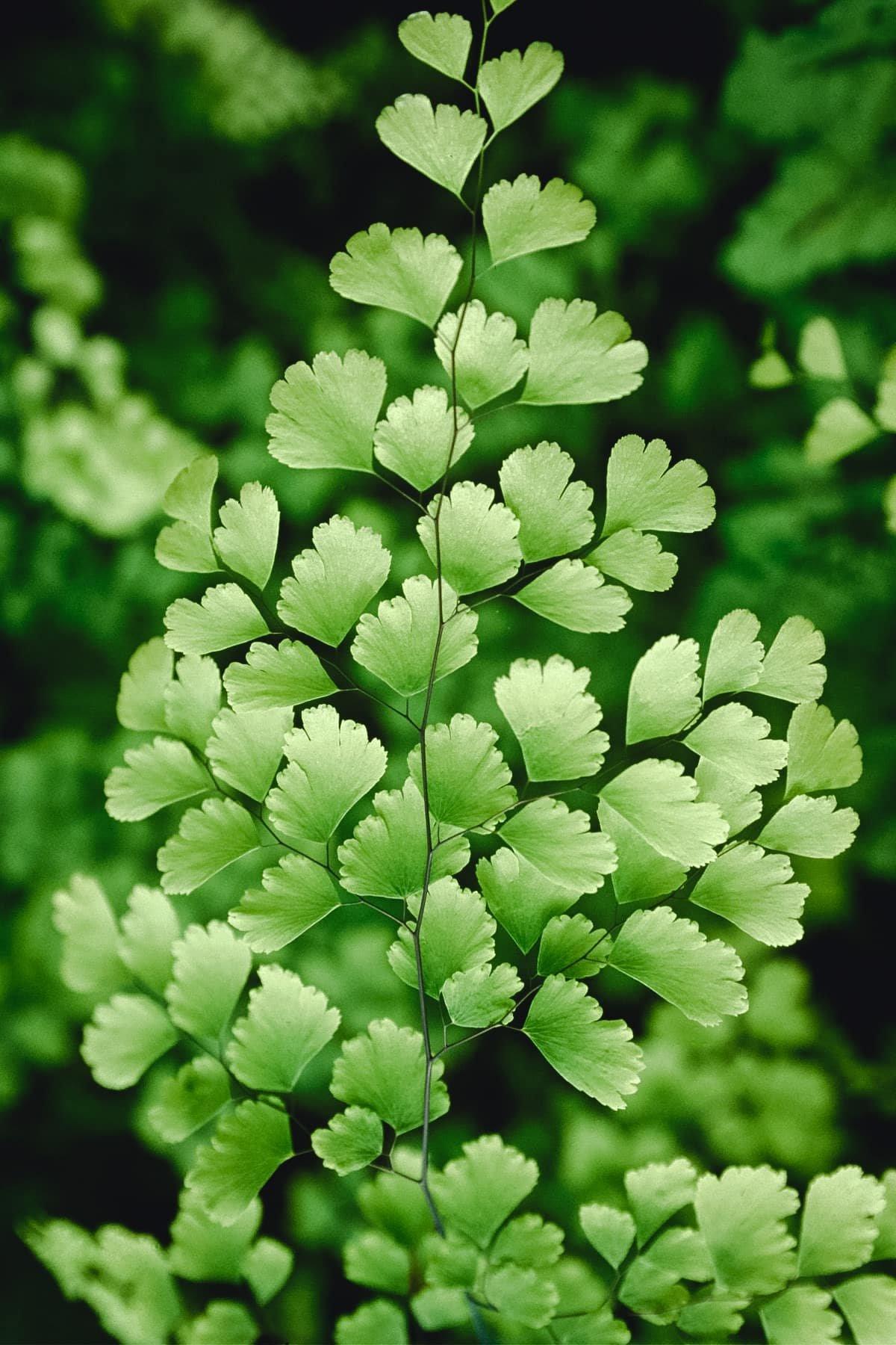 Fern Adiantum Assorted - View 6 from www redcrocus com