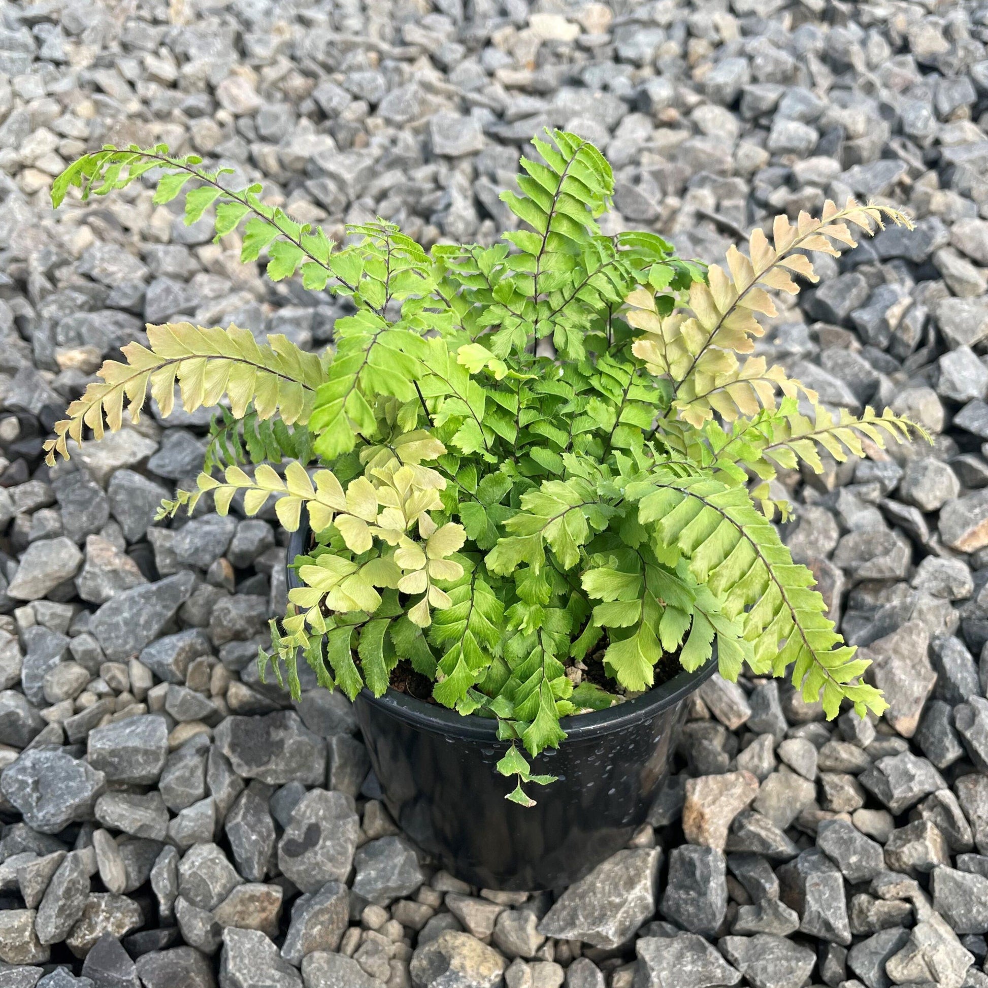 Fern Adiantum Assorted - View 7 from www redcrocus com