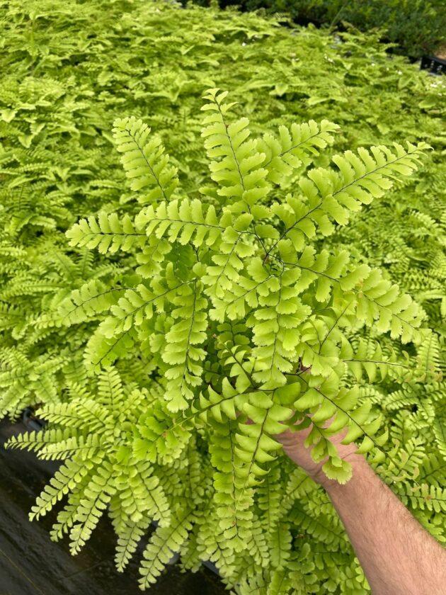 Fern Adiantum Assorted - View 8 from www redcrocus com