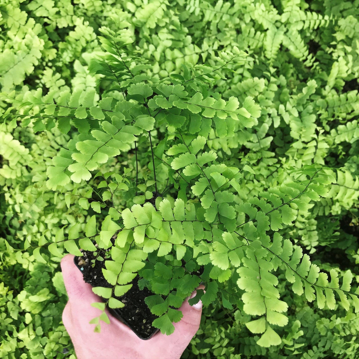 Fern Adiantum Assorted - View 9 from www redcrocus com