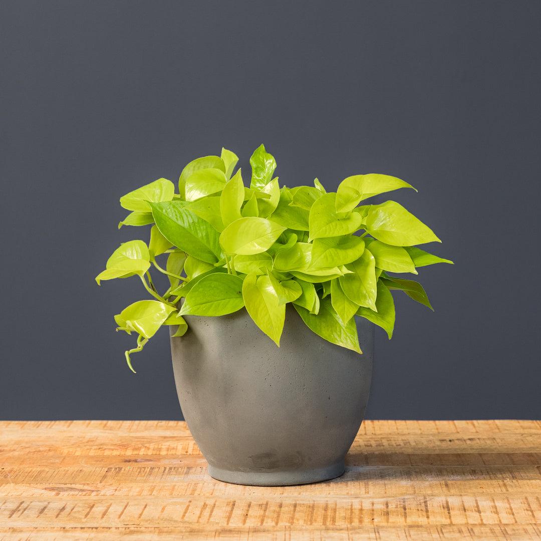 Pothos, Epipremnum Aureum, Assorted - View 11 from www redcrocus com