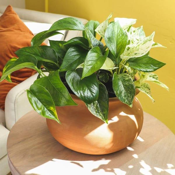 Pothos, Epipremnum Aureum, Assorted - View 12 from www redcrocus com