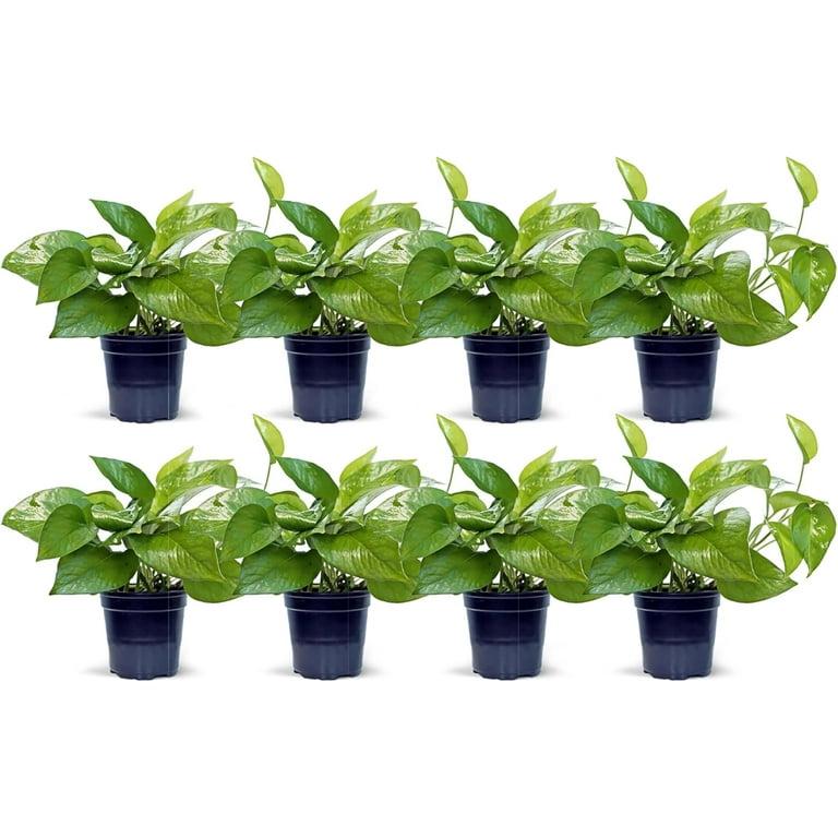 Pothos, Epipremnum Aureum, Assorted - View 15 from www redcrocus com