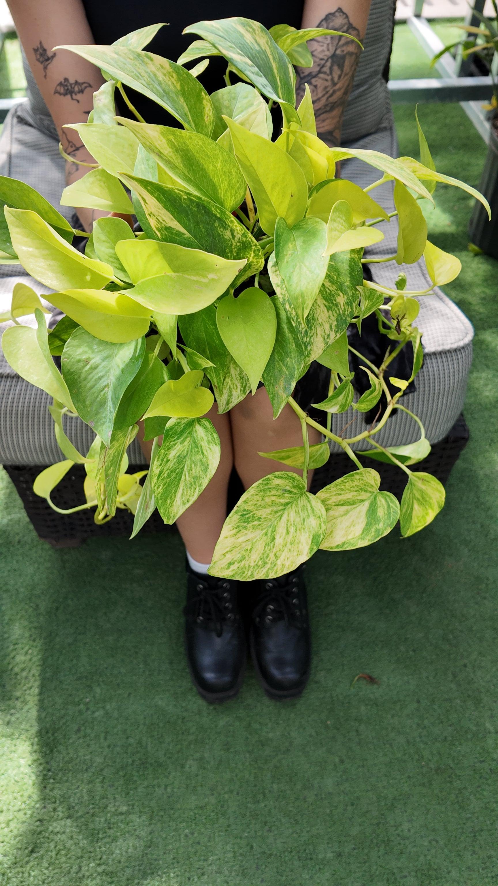 Pothos, Epipremnum Aureum, Assorted - View 17 from www redcrocus com