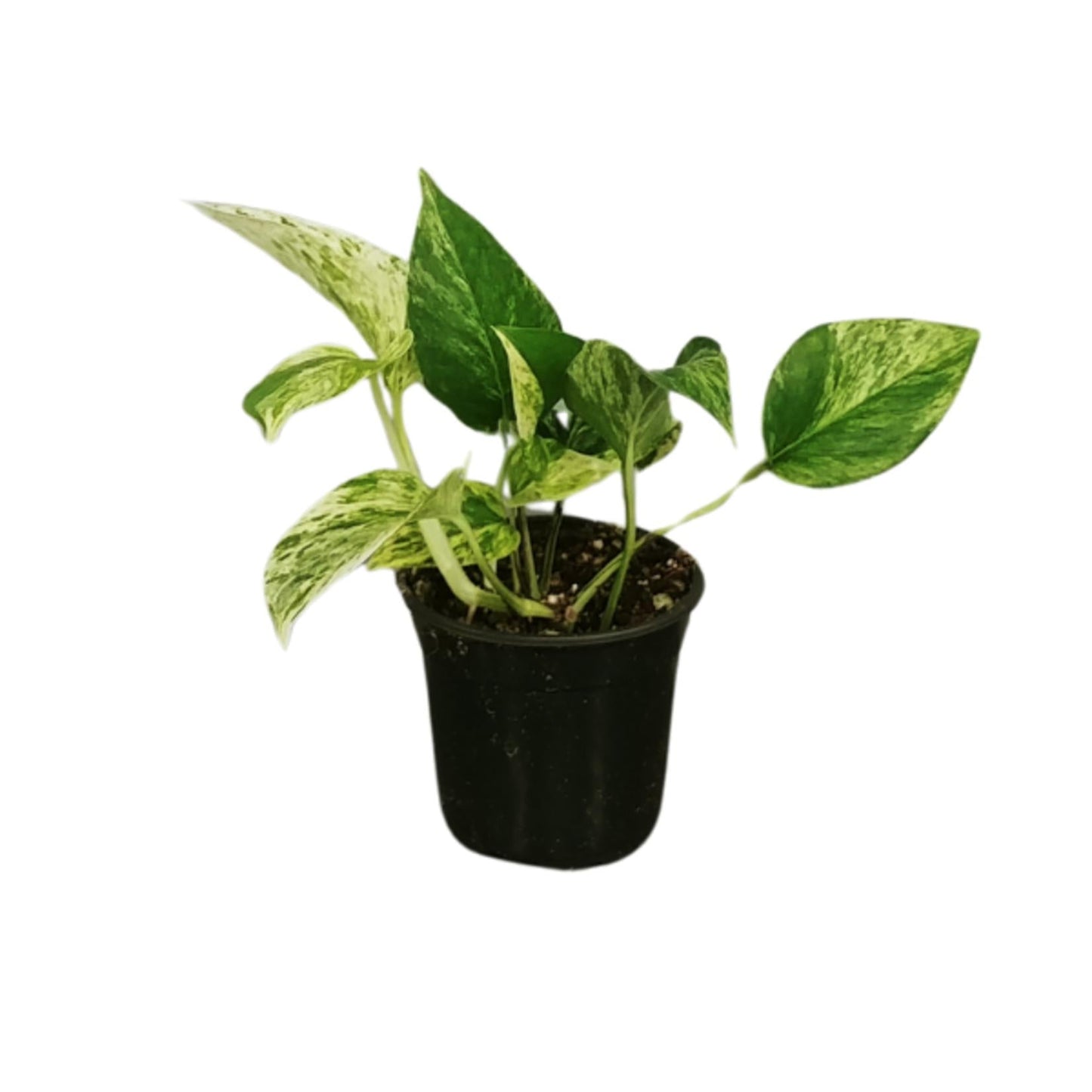 Pothos, Epipremnum Aureum, Assorted - View 19 from www redcrocus com