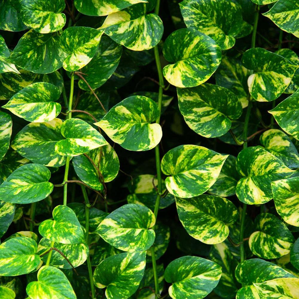 Pothos, Epipremnum Aureum, Assorted - View 20 from www redcrocus com