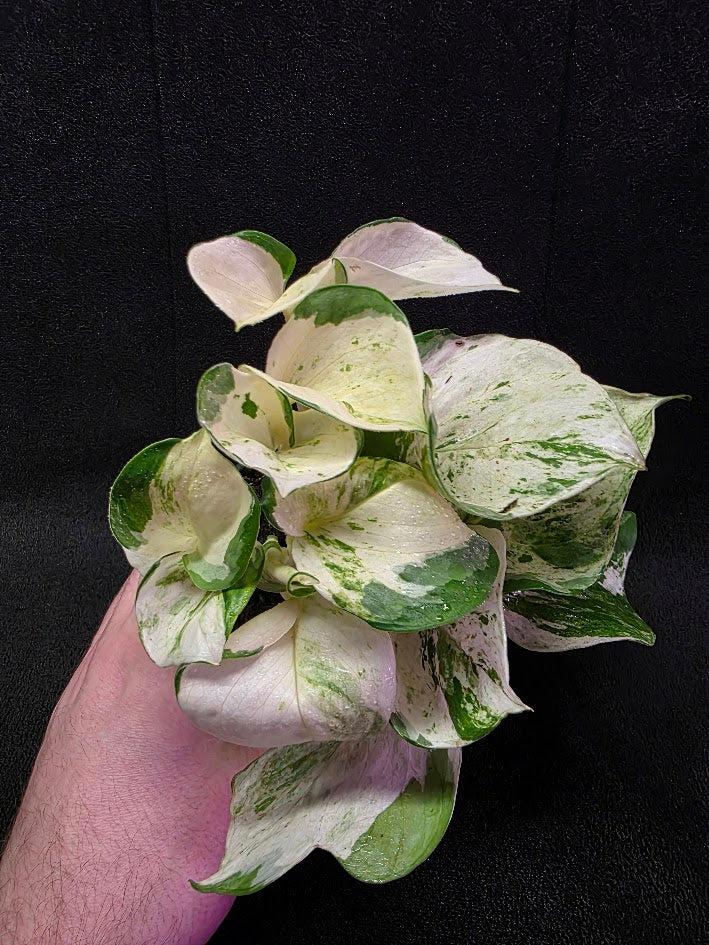 Pothos, Epipremnum Aureum, Assorted - View 21 from www redcrocus com
