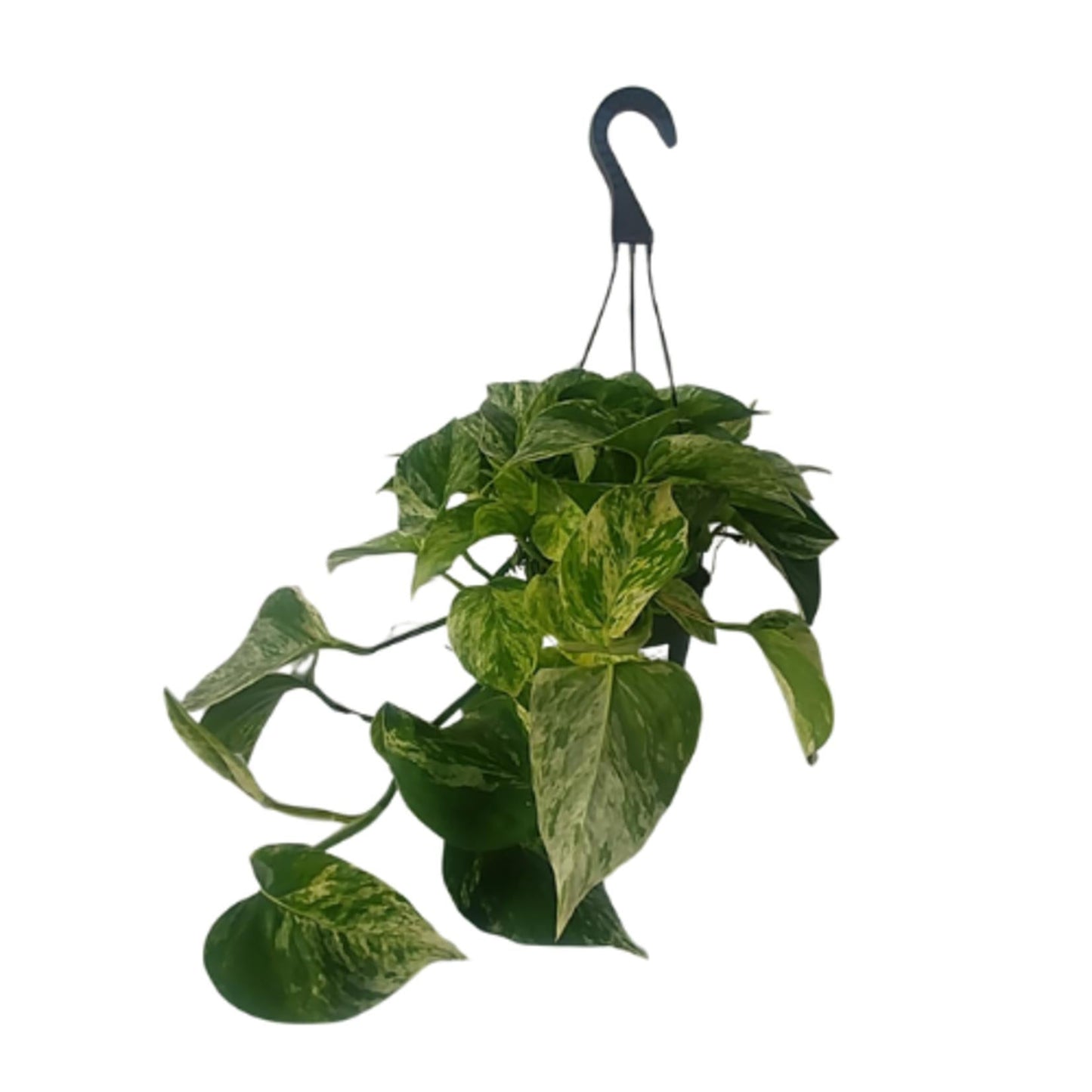 Pothos, Epipremnum Aureum, Assorted - View 22 from www redcrocus com