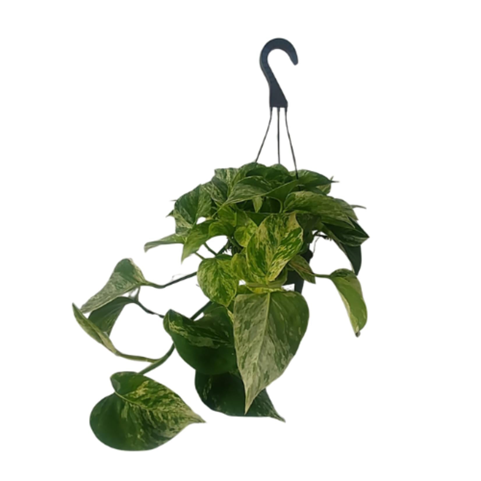 Pothos, Epipremnum Aureum, Assorted - View 22 from www redcrocus com