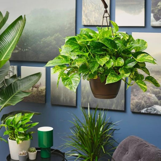 Pothos, Epipremnum Aureum, Assorted - View 27 from www redcrocus com