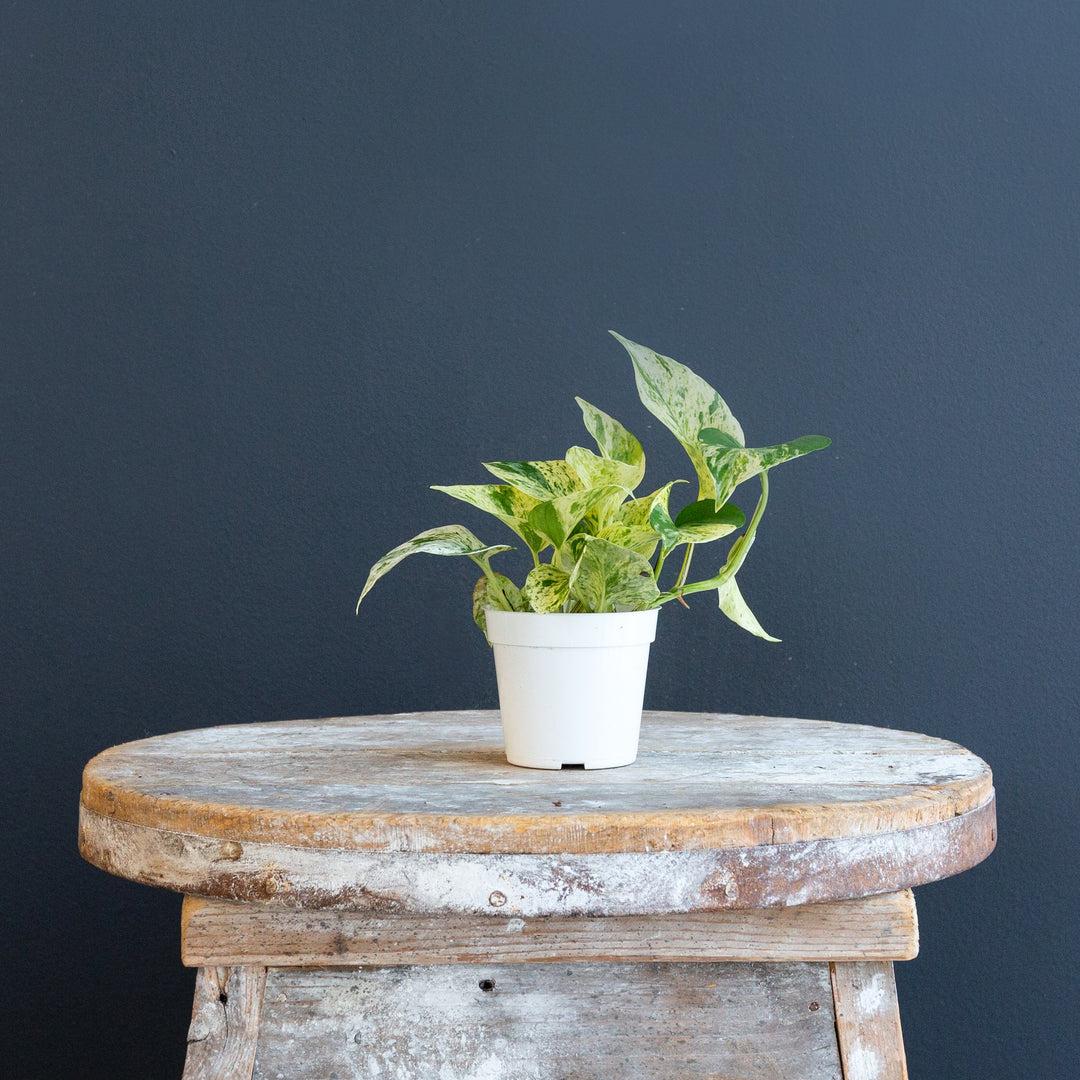 Pothos, Epipremnum Aureum, Assorted - View 5 from www redcrocus com