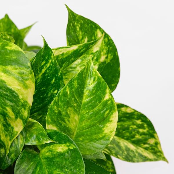 Pothos, Epipremnum Aureum, Assorted - View 6 from www redcrocus com