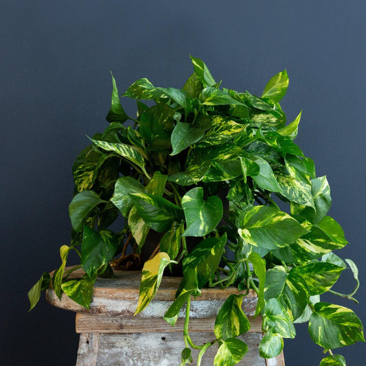 Pothos, Epipremnum Aureum, Assorted - View 7 from www redcrocus com