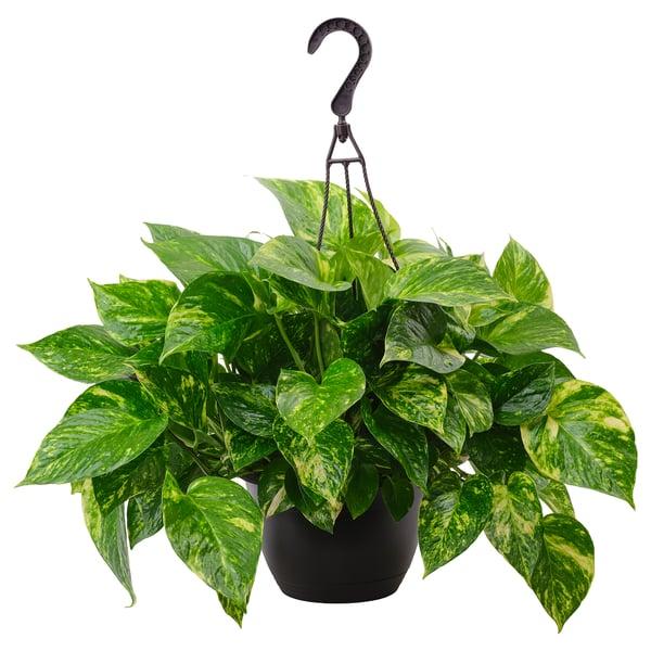 Pothos, Epipremnum Aureum, Assorted - View 8 from www redcrocus com